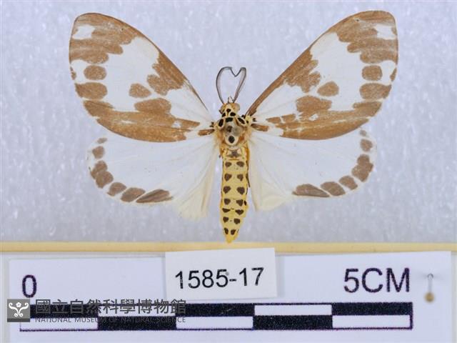後凸蝶燈蛾藏品圖，第1張