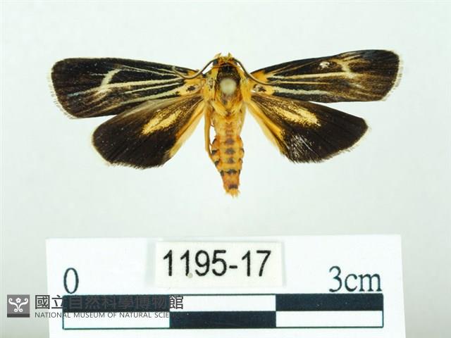 黃肩奇蛾藏品圖，第1張