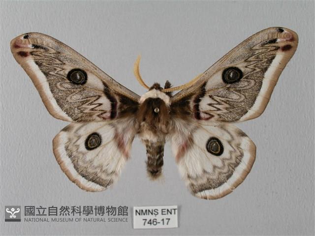 四黑目天蠶蛾藏品圖，第1張