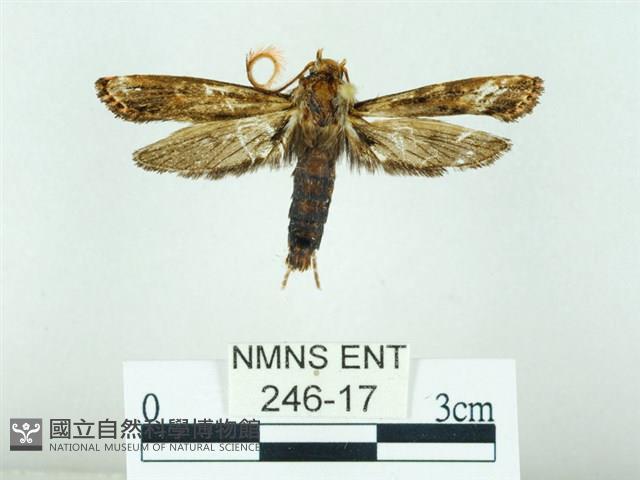 長腳大織蛾藏品圖，第1張