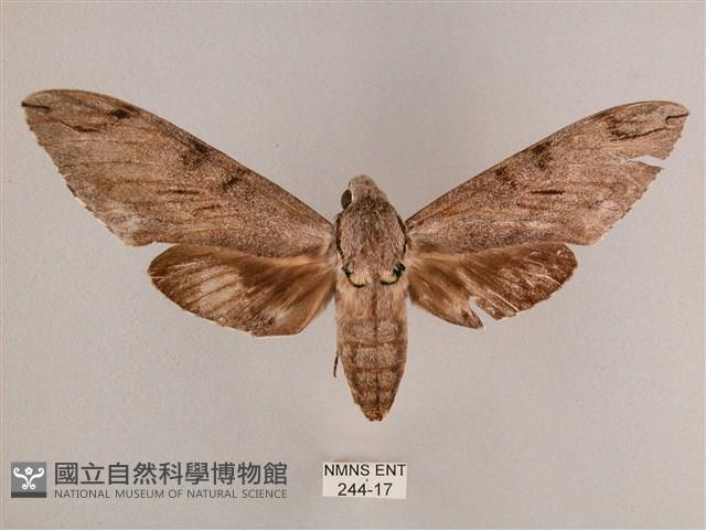 細斜紋霜天蛾藏品圖，第1張