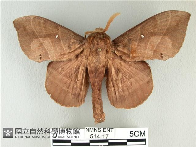 松大毛蟲藏品圖，第1張