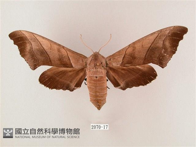 齒翅三線天蛾藏品圖，第1張