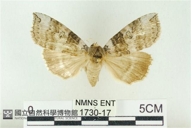 灰太波紋蛾藏品圖，第1張