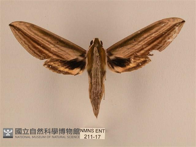 棕綠背線天蛾藏品圖，第1張