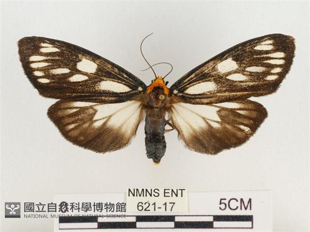 巨網燈蛾藏品圖，第1張