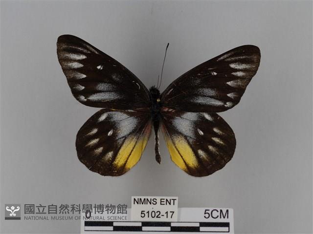 豔粉蝶藏品圖，第1張