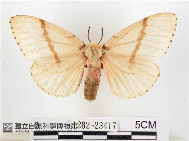 木毒蛾藏品圖，第1張