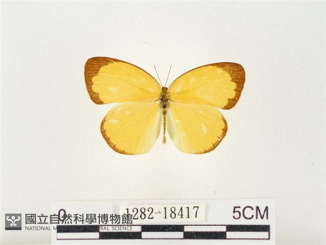 島嶼黃蝶、江崎黃蝶藏品圖，第1張