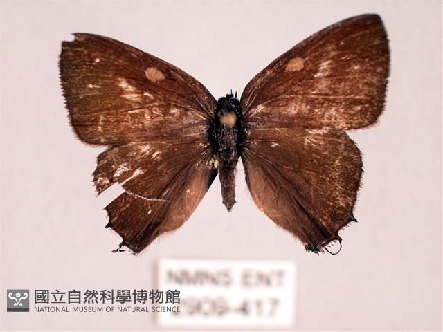 田中洒灰蝶藏品圖，第1張