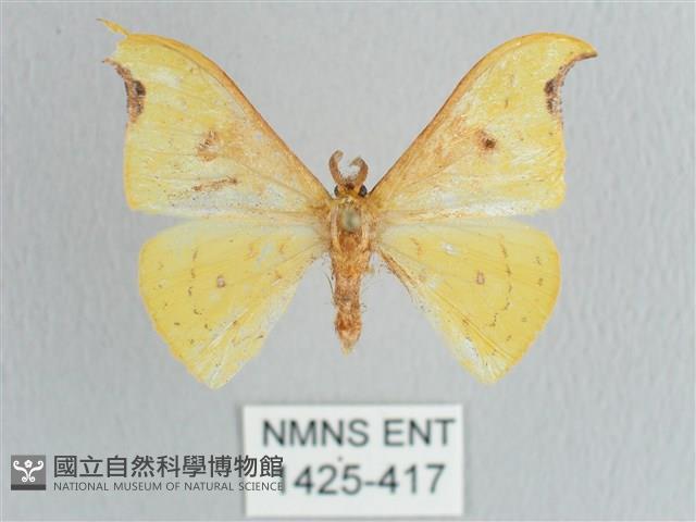 彎黑黃鉤蛾藏品圖，第1張