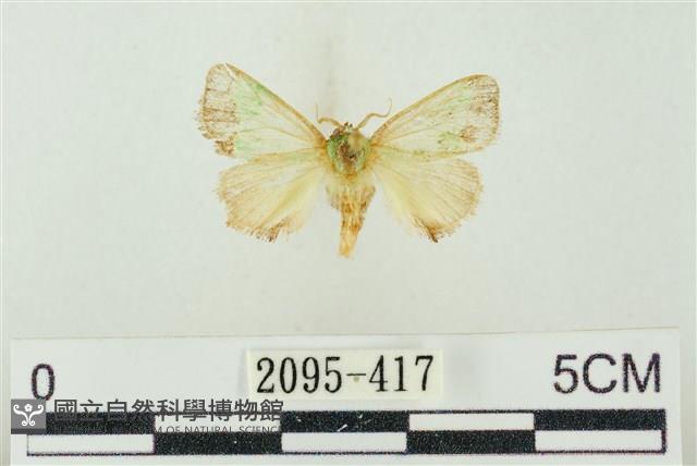 素木綠刺蛾藏品圖，第1張