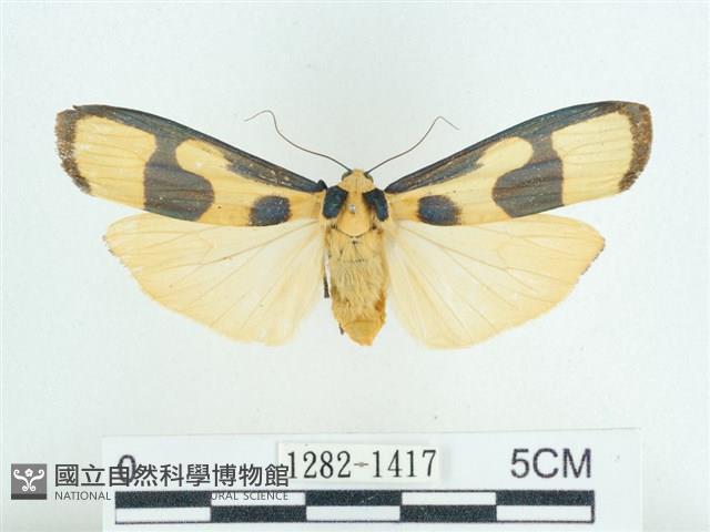 閃光苔蛾藏品圖，第1張