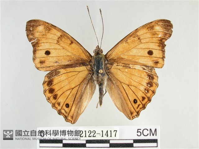 金鎧蛺蝶藏品圖，第1張