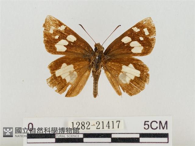 薑弄蝶藏品圖，第1張