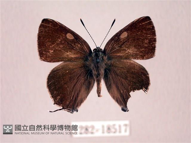 田中洒灰蝶藏品圖，第1張