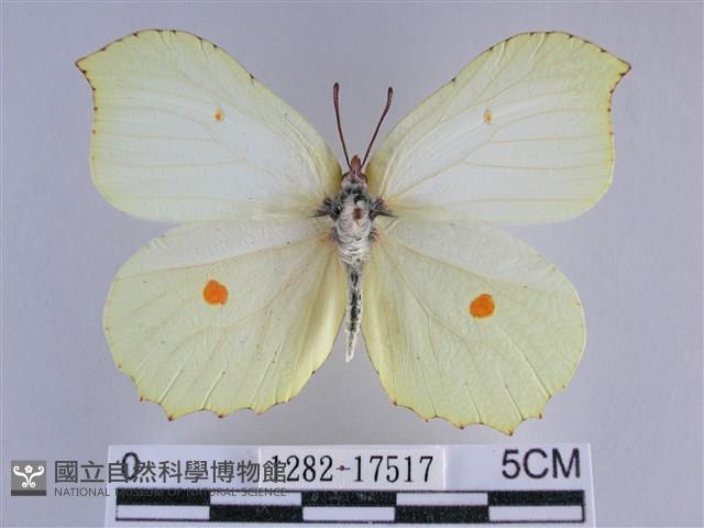 臺灣鉤粉蝶藏品圖，第1張