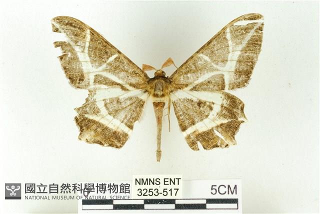 樹形尺蛾藏品圖，第1張