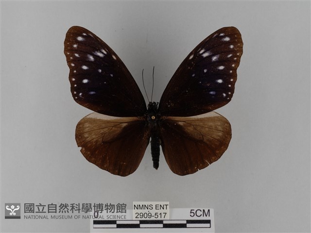 異紋紫斑蝶藏品圖，第1張