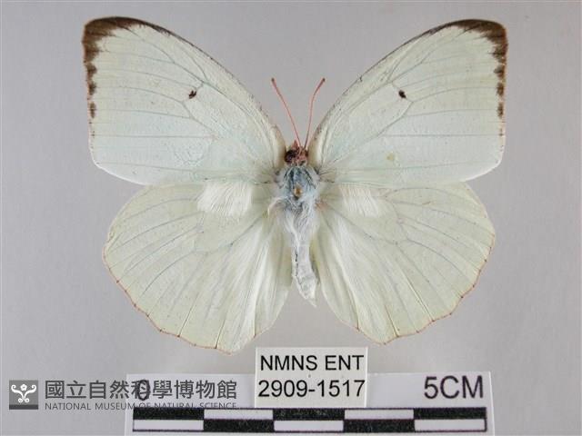 細波遷粉蝶藏品圖，第1張