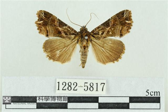 粉紅帶散紋夜蛾藏品圖，第1張