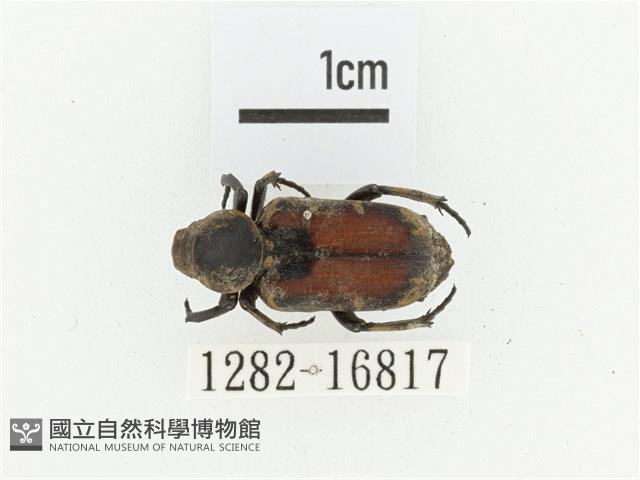 臺灣跗花金龜藏品圖，第1張