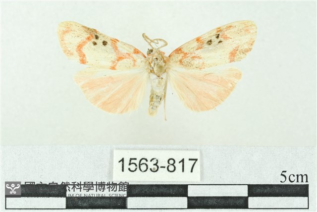 臺雪苔蛾藏品圖，第1張