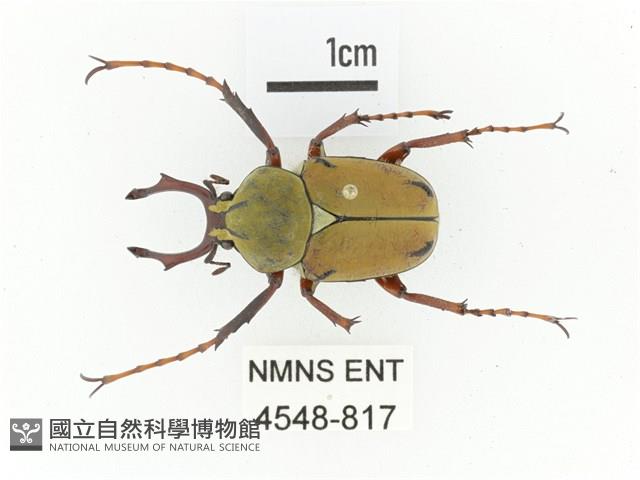 臺灣角金龜藏品圖，第1張