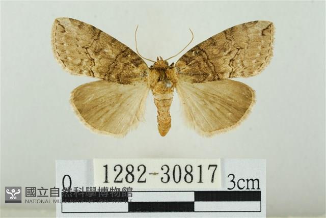 霧社環波紋蛾藏品圖，第1張