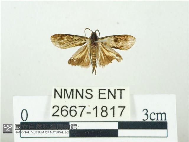 叉紋閃舞蛾藏品圖，第1張