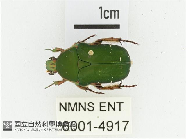 艷邊花金龜藏品圖，第1張