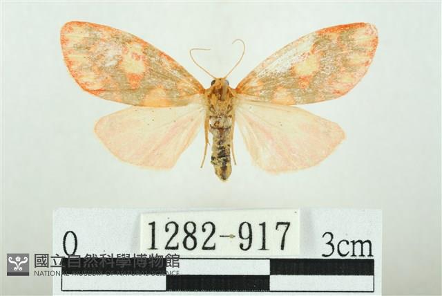 三色豔苔蛾藏品圖，第1張