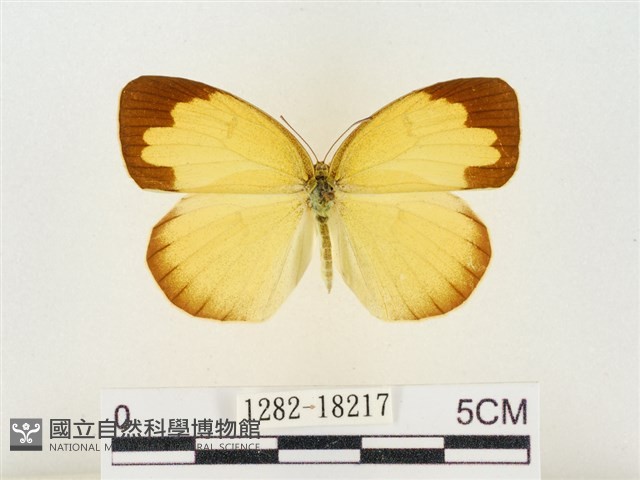 島嶼黃蝶、江崎黃蝶藏品圖，第1張