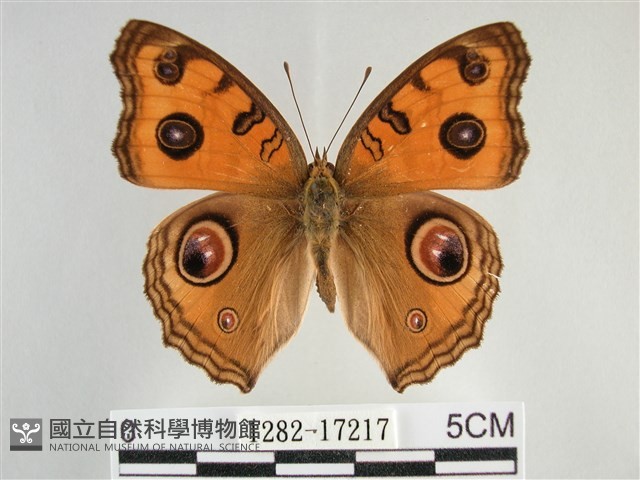 眼蛺蝶、孔雀蛺蝶藏品圖，第1張