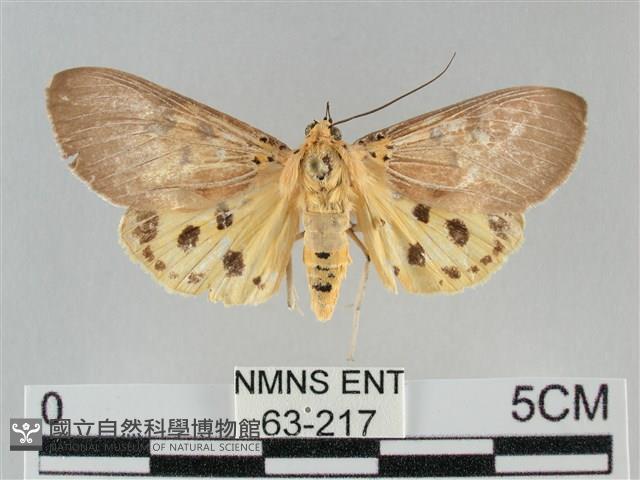 一點擬燈蛾藏品圖，第1張