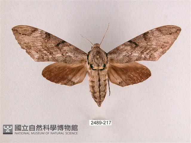 細斜紋霜天蛾藏品圖，第1張