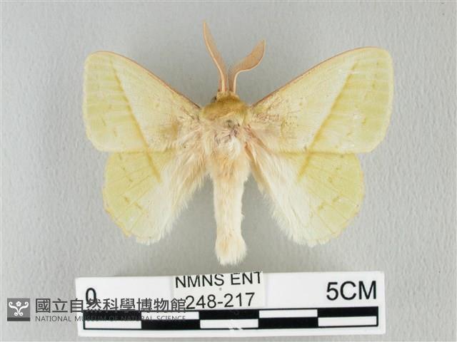 青枯葉蛾藏品圖，第1張