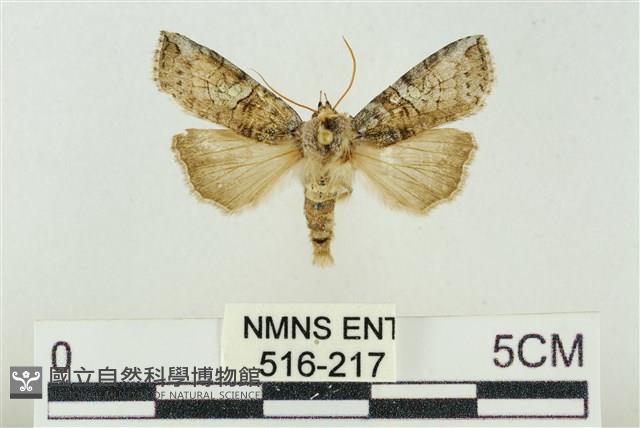 帶波紋蛾藏品圖，第1張