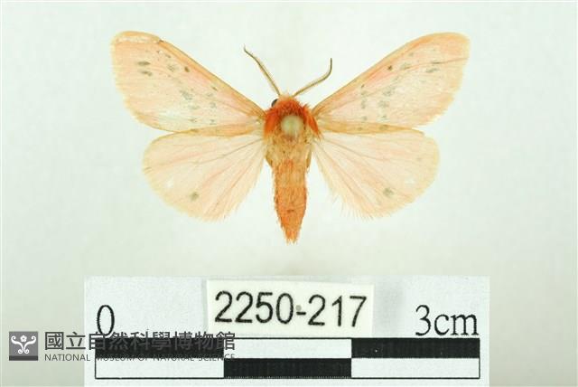 三條橙燈蛾藏品圖，第1張