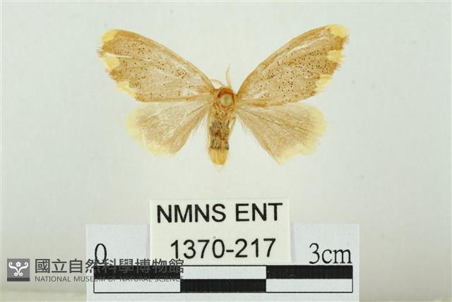 黑翅黃毒蛾藏品圖，第1張