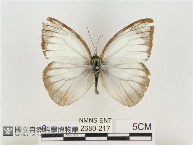 淡褐脈粉蝶藏品圖，第1張