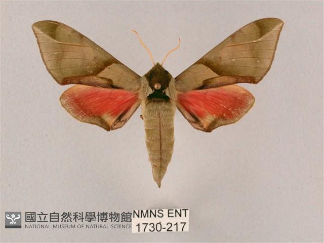 榆綠天蛾藏品圖，第1張