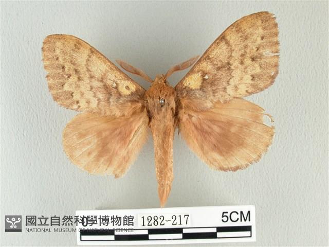 波紋枯葉蛾藏品圖，第1張