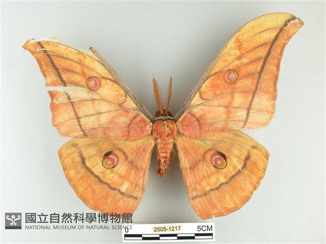 大透目天蠶蛾藏品圖，第1張