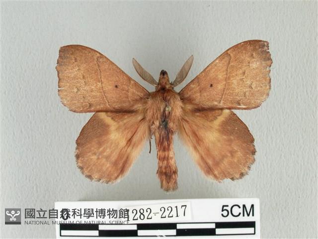 黃斑枯葉蛾藏品圖，第1張