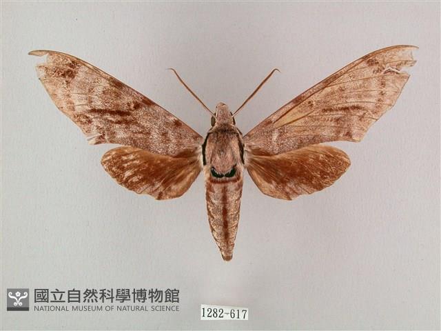 粗斜紋天蛾藏品圖，第1張