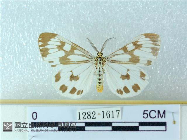 粉蝶燈蛾藏品圖，第1張