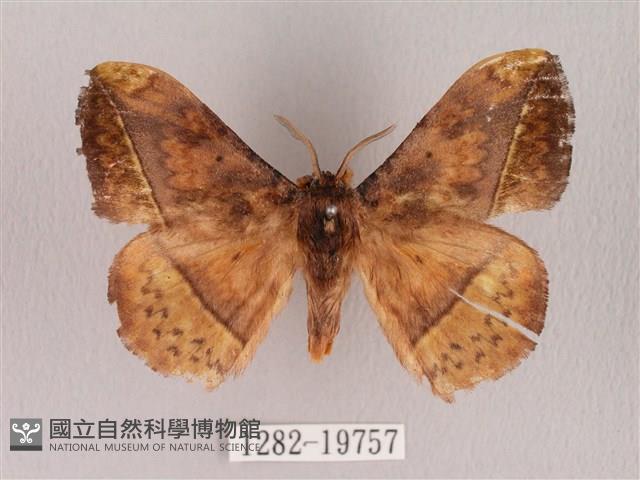 埔里帶蛾藏品圖，第1張