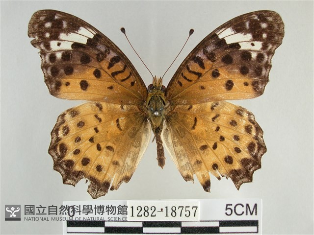 斐豹蛺蝶藏品圖，第1張