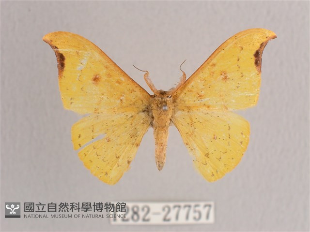 彎黑黃鉤蛾藏品圖，第1張